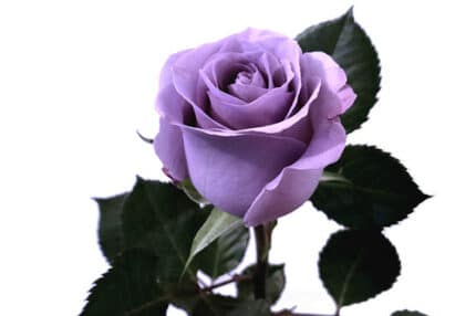 Rose Applause 50cm fresca