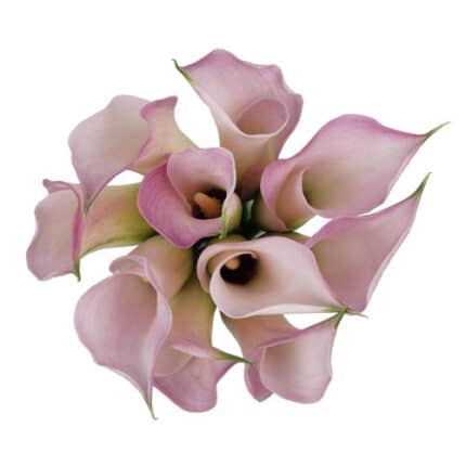 Calla Couplet esmeralda