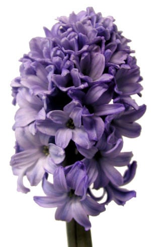 Hyacinth Blue Lav holl