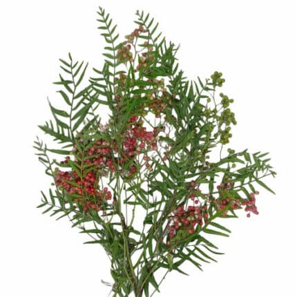 Pepperberry Hanging pajaro