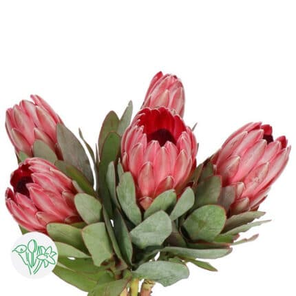 Protea Pink Red Sharon rfi(STE
