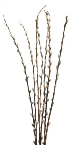 PussyWillow 5-6' kramer