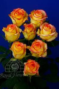 ROYAL ambiance 40 rfi
