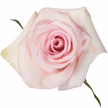 Rose Sophie 60cm Rfi - R SOP 60 RFI