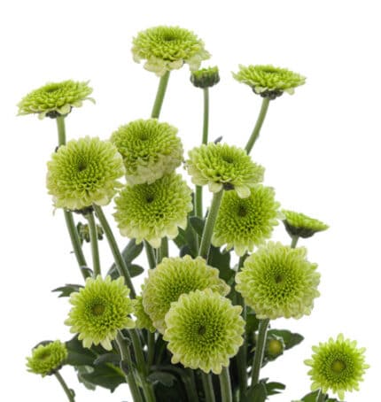 Pom MicroButton CandyCrush Grn