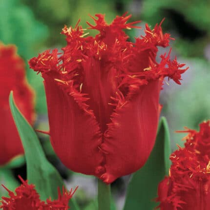 Tulip Frill Valery Gergiev hol