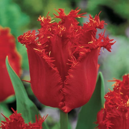 e90bf5b6-99d9-492a-95aa-869f3ec995ed.jpg Tulip Frill Valery Gergiev hol - Image 1
