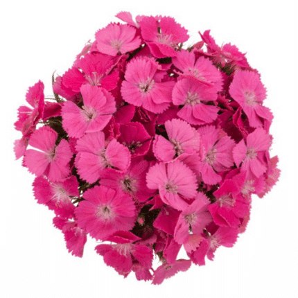 Dianthus Gloss Hot Pk israeli
