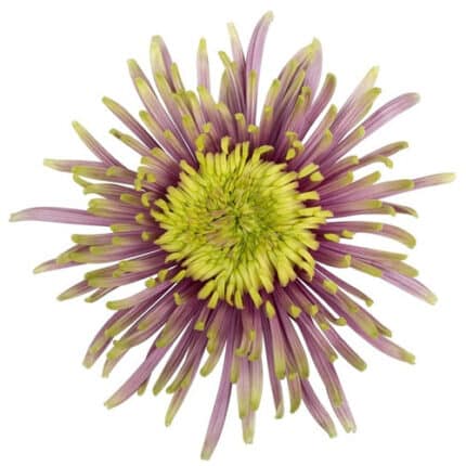 Mum Delistar Baltizaar sole