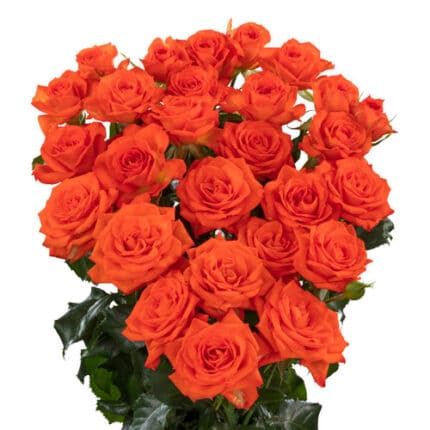 RoseSpray Org Fellini trilogy