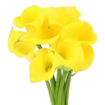 Calla Montecarlo sole yel