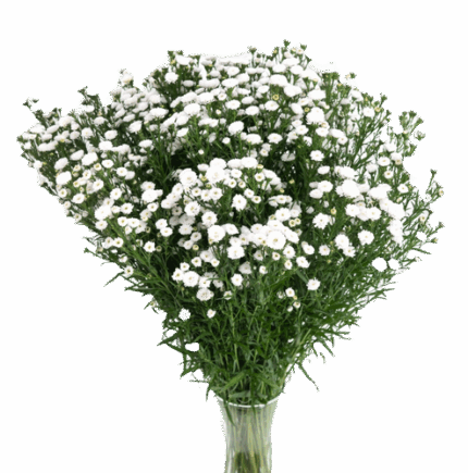 Aster Carnival Petit White