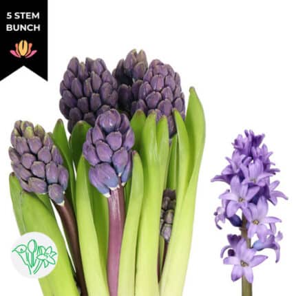 Hyacinth Minos blue holl