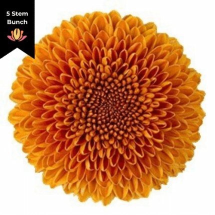 Mum Disbud Ball Paladov Org co