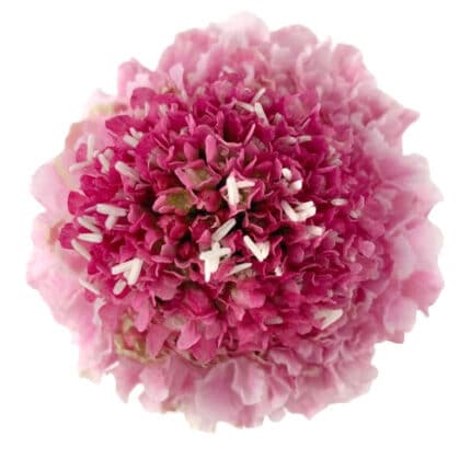 Scabiosa LtPk mia