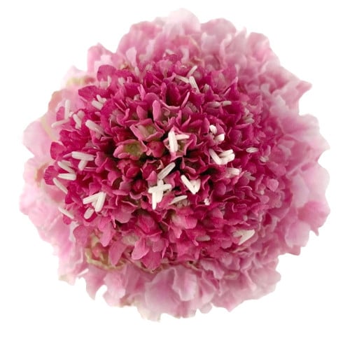 e966157d-20ed-4ed7-9966-41cf3bc3b5e1.jpg Scabiosa LtPk mia - Image 1