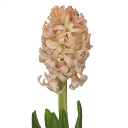 Hyacinth GypsyQueen holl pch