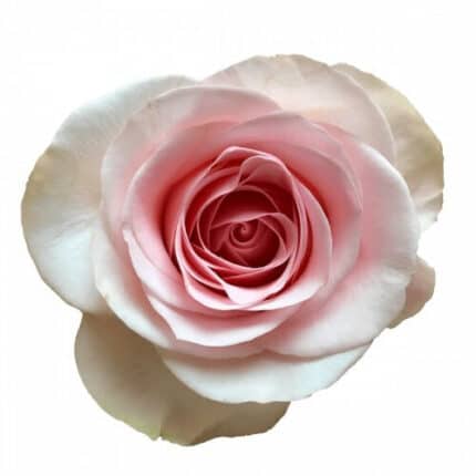 Rose Novia 40cm rfi