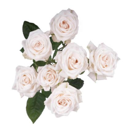 RoseSpray Volans 20" esmeralda