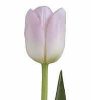 Tulip Dynasty chile