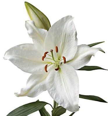 Lily Crystal Blanca ob