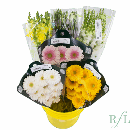 Asst. Flowers Pail x 6 bu RosaFlora
