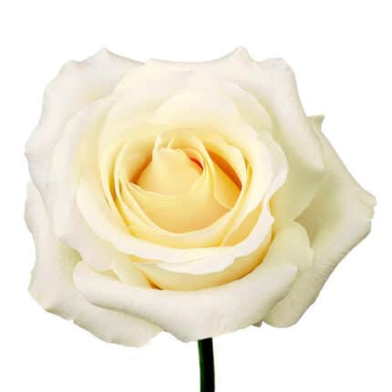 Rose Blizzard 50cm ecuanros