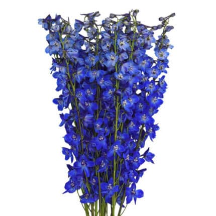 Delph Sea Waltz 60cm holex