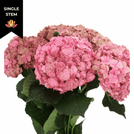 Hydrangea Royal Anasta holl(ST