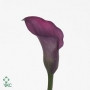Calla CaptPrado holl(purple)