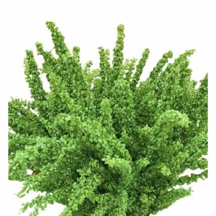 Rumex much - EG RUMEX