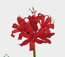 NERINE red s.s.
