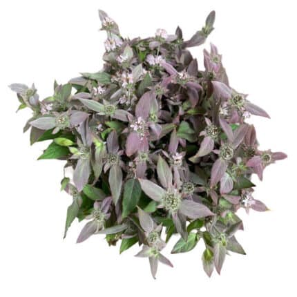 Mountain Mint White cramer