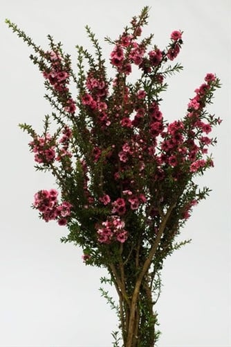 Lypto raspberry tutuli