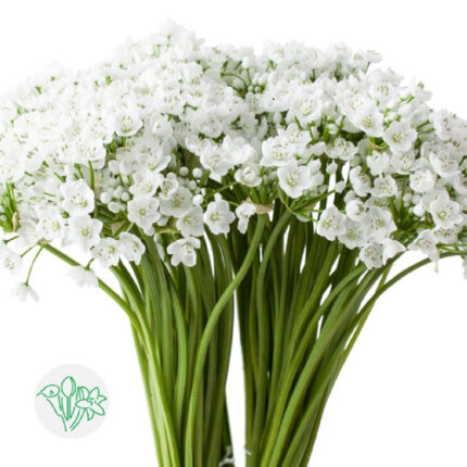 Allium Neapolitanum Spray White