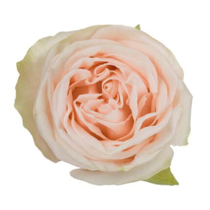 RoseSpray WeddingSpirit allure