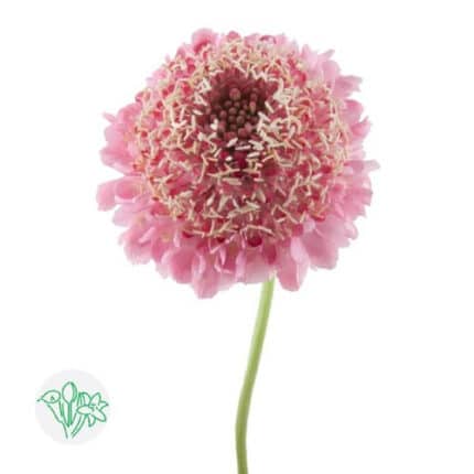 Scabiosa Candy holex