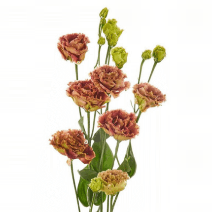 Lisianthus Dbl Rosanne Teracot