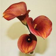 CALLAS treasure 60 ob