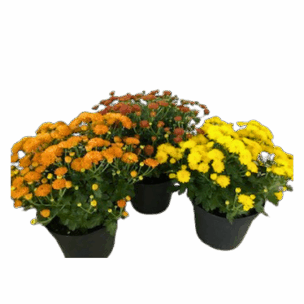 6 1/2" BLOOMING HARDY MUM