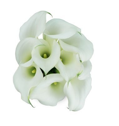 Callas Aspen sande -