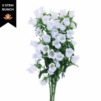 Campanula White esm (5stm)