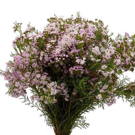 Waxflower Dancing Queen misty