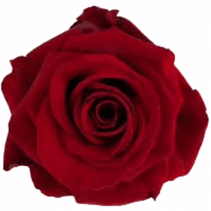 Rose Redvolution 60cm Rprima