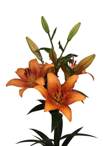 Lily Longwood sv