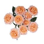 RoseSpray Fibonacci Gioconda y