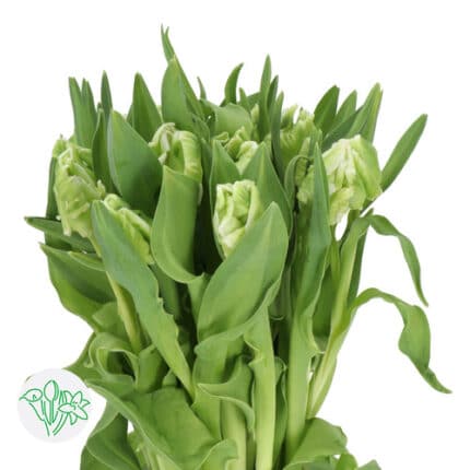 Tulip Parrot Super holl