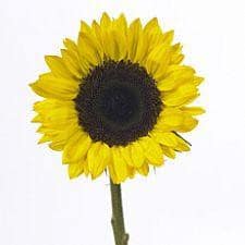 Suns Lemon esmer xtra(10st)