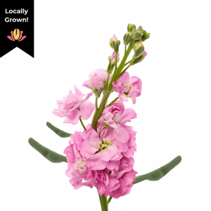 Stock Pink hendricks