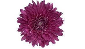 Mum Cremon Purple Tornado fres